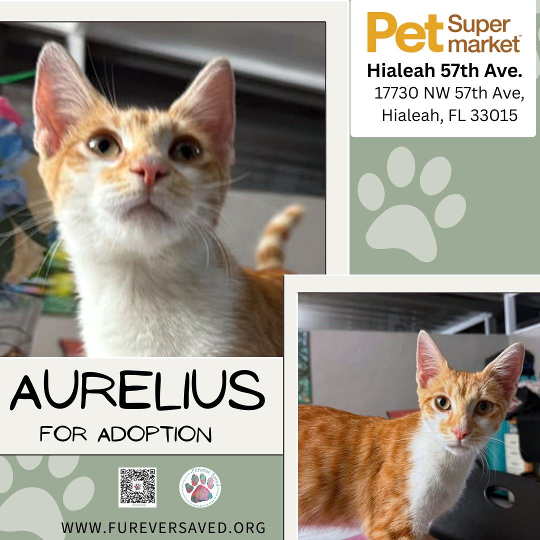 Aurelius, Adoptable, Kitten Male Domestic Short Hair.