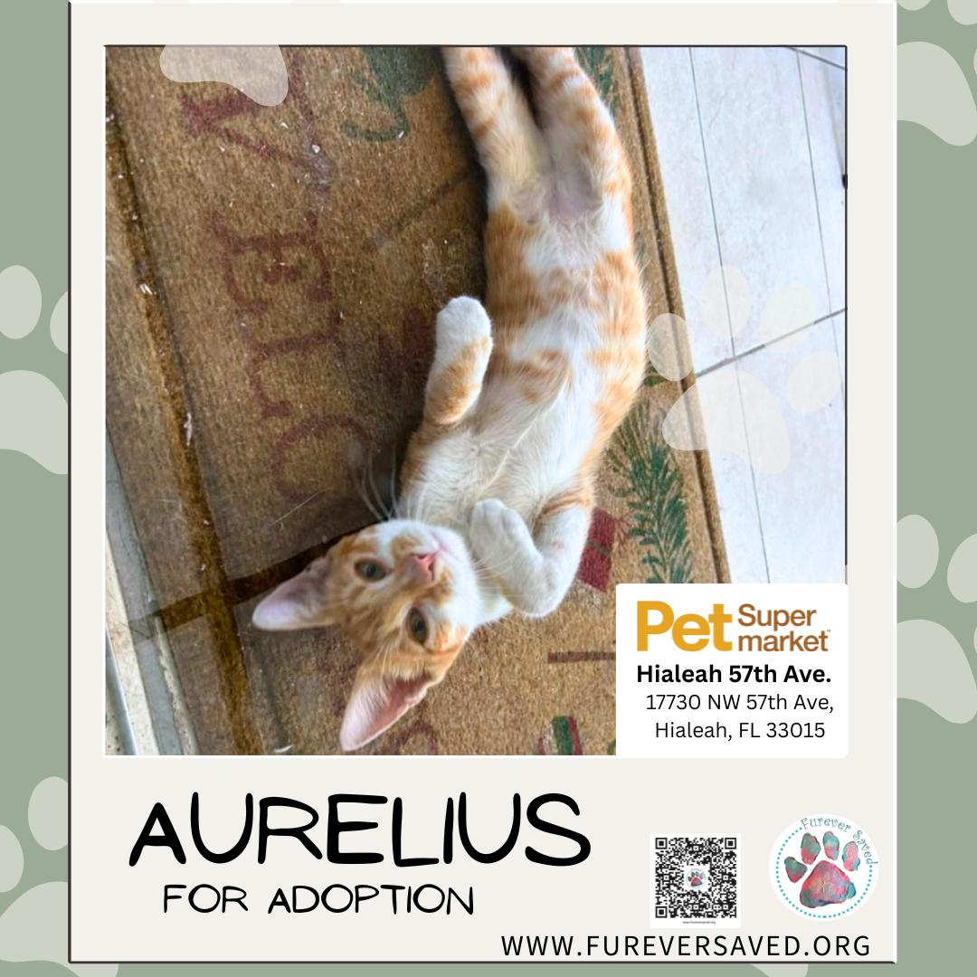 Enlarge Aurelius, a Adoptable Domestic Short Hair in Miami, FL image 2/5