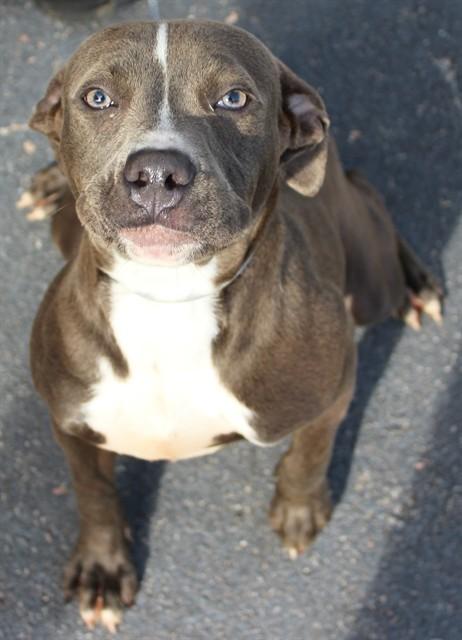 Enlarge ANGIE, a Adoptable Pit Bull Terrier in Lexington, SC image 1/1