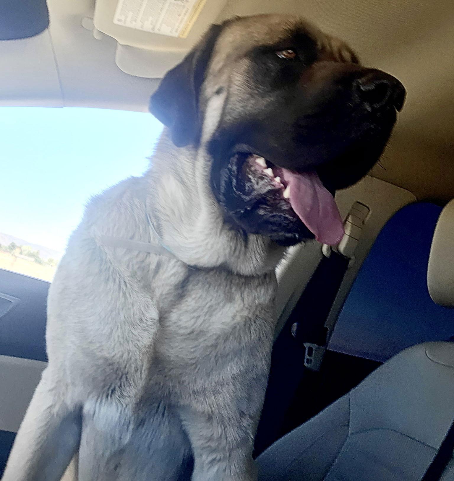 Brick ADOPTION PENDING, Adopted, Young Male Mastiff.