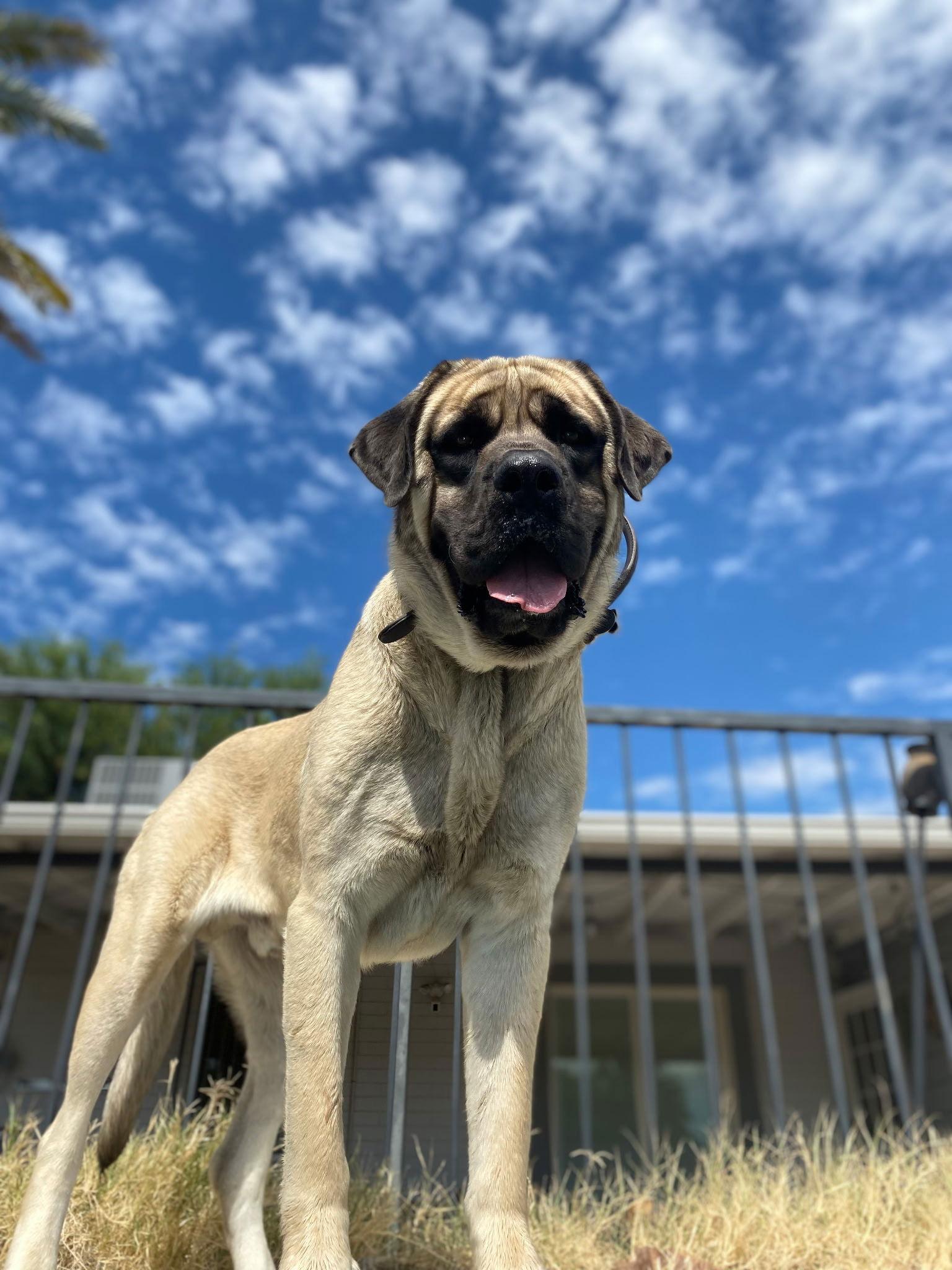 Enlarge Brick ADOPTION PENDING, a Adopted Mastiff in Glendale, AZ image 2/3