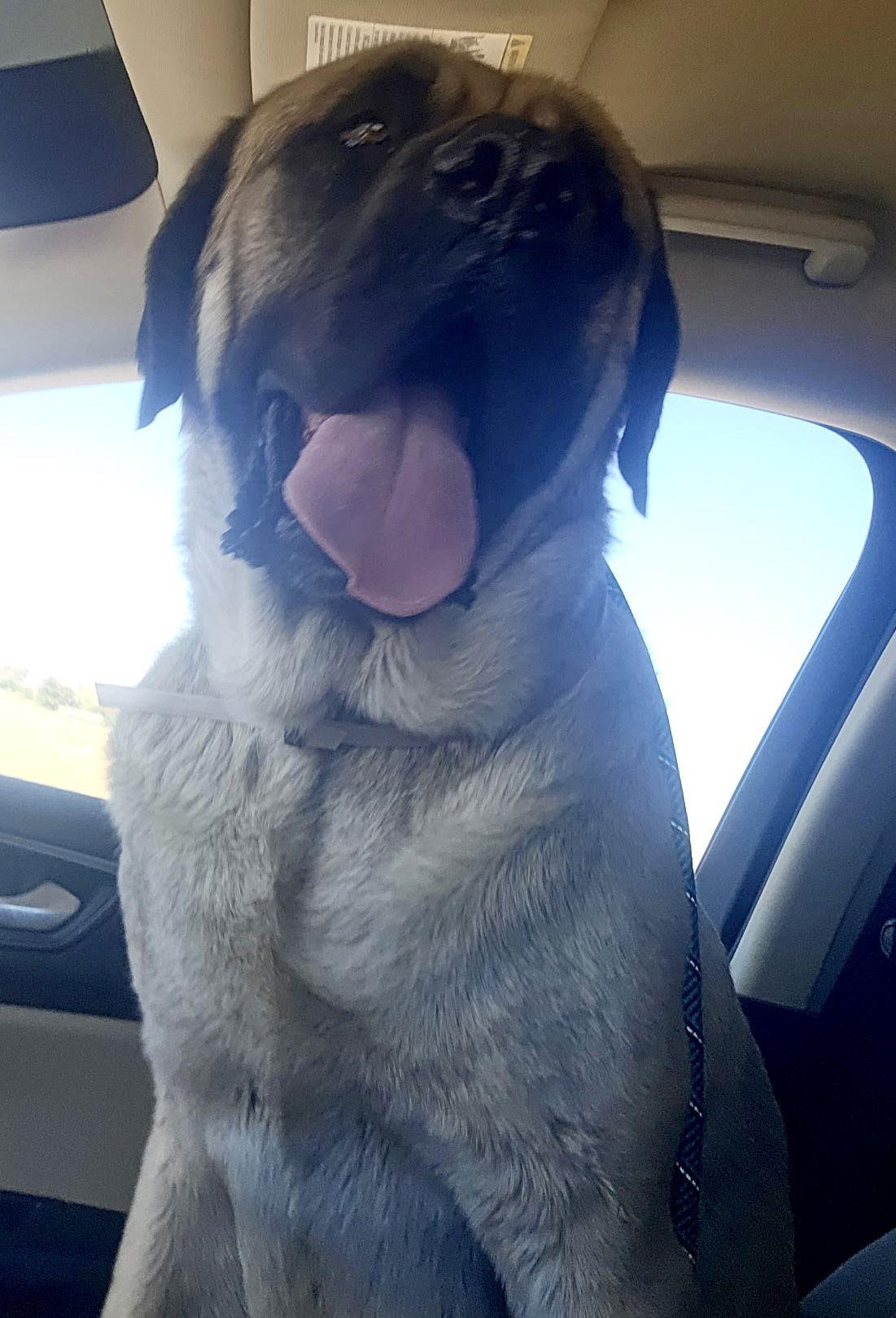 Enlarge Brick ADOPTION PENDING, a Adopted Mastiff in Glendale, AZ image 3/3
