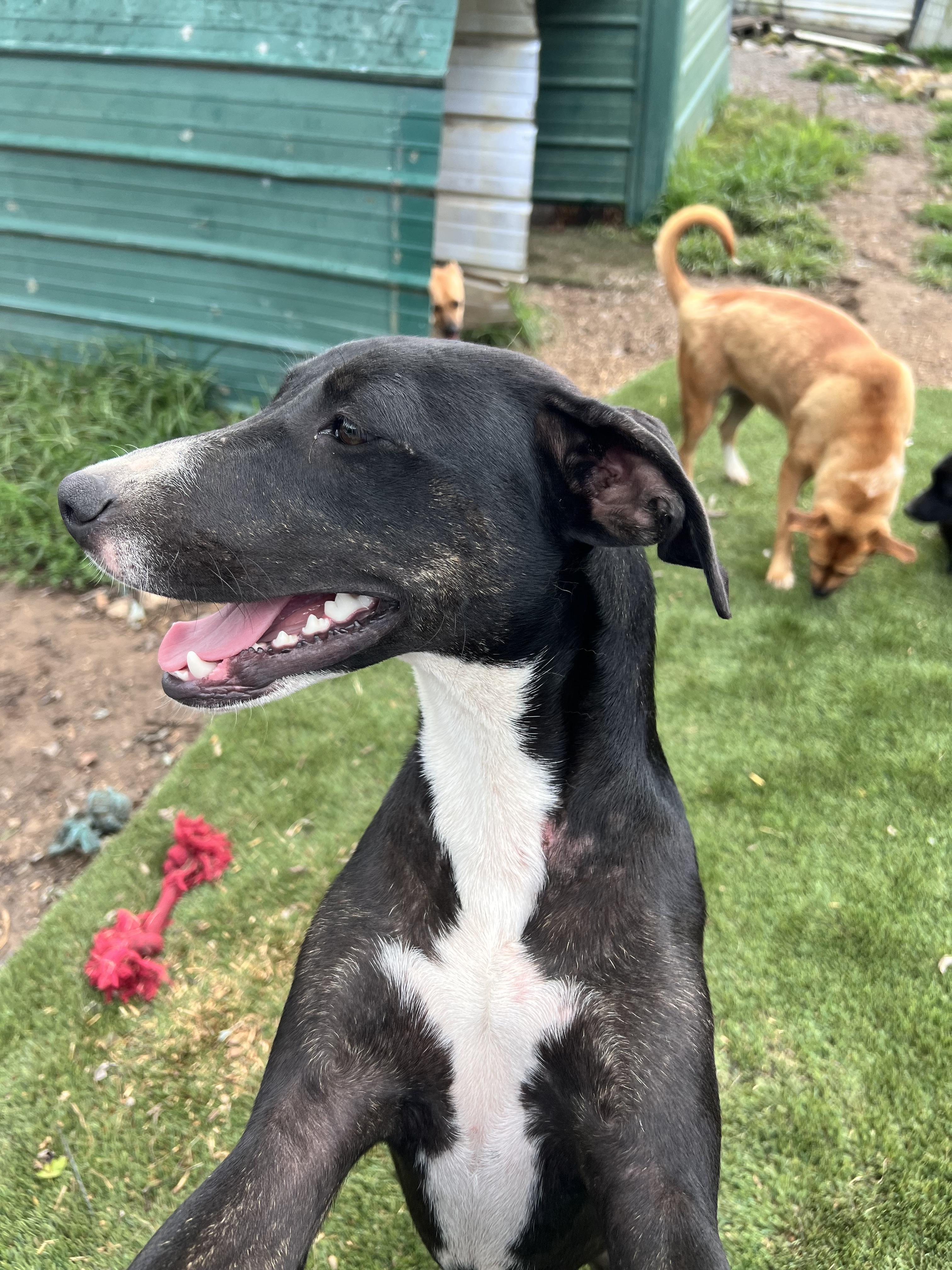 Enlarge Gigi, a Adoptable mixed breed in Tracy City , TN image 1/3