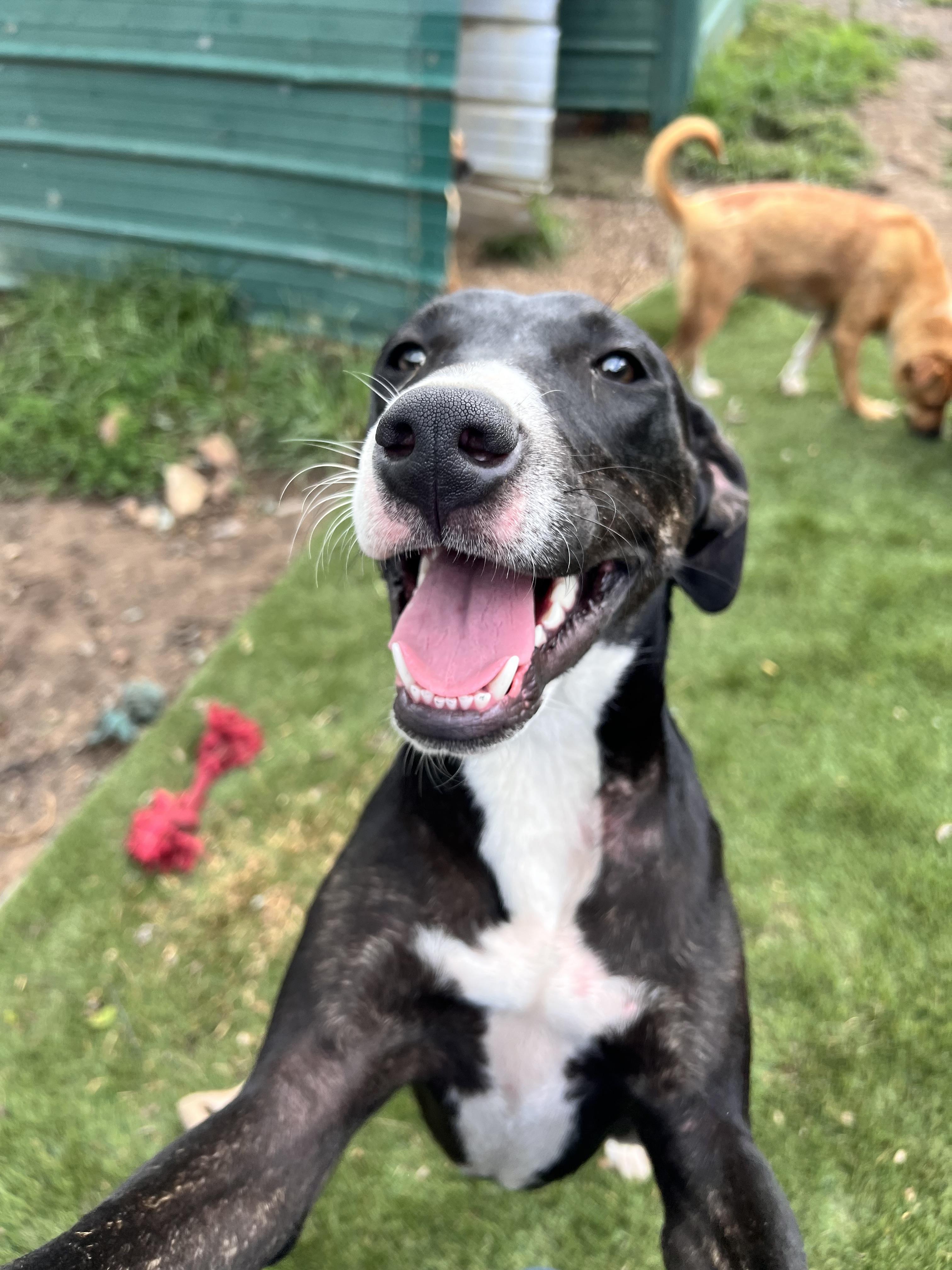 Enlarge Gigi, a Adoptable mixed breed in Tracy City , TN image 2/3