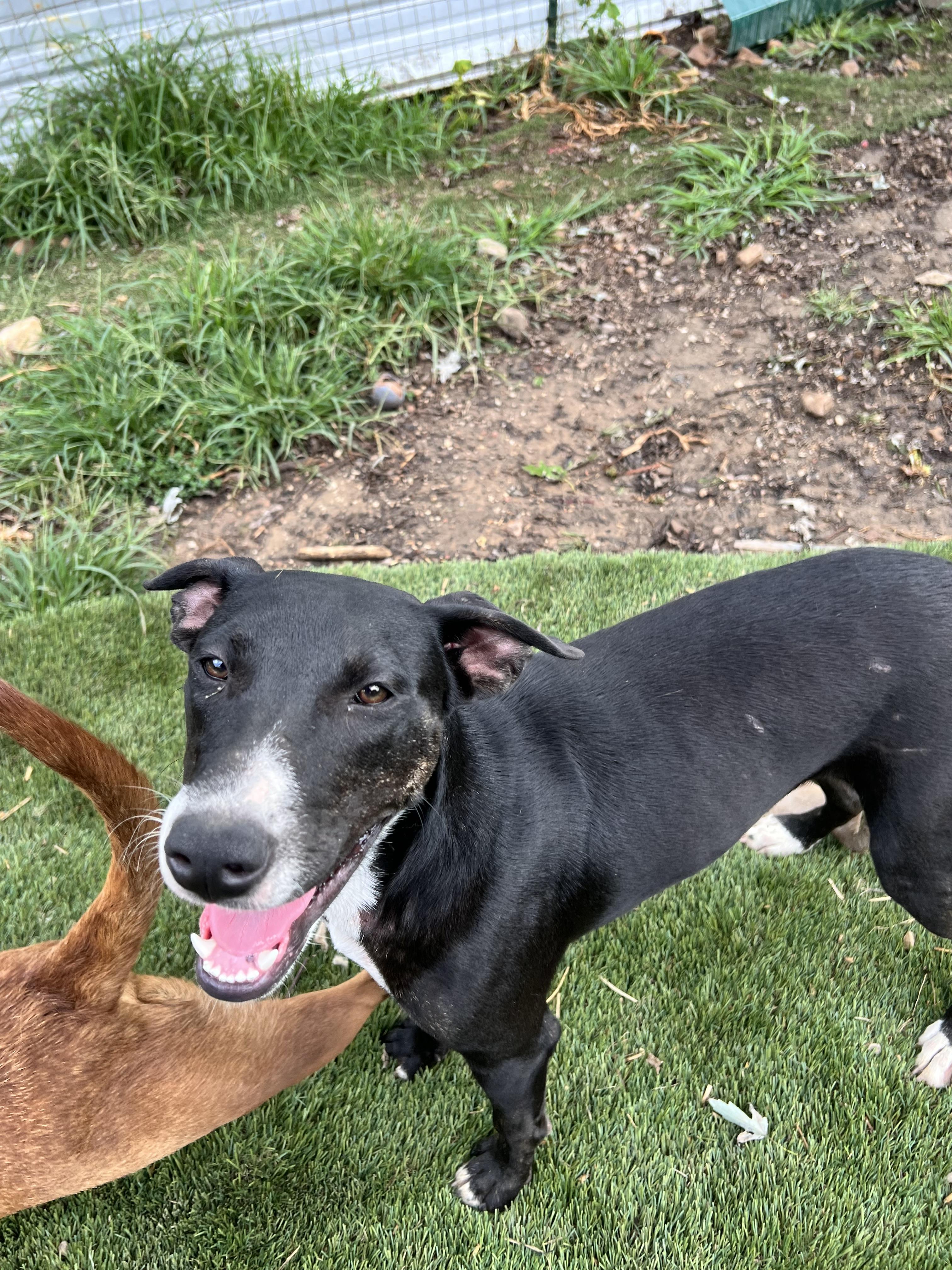 Enlarge Gigi, a Adoptable mixed breed in Tracy City , TN image 3/3