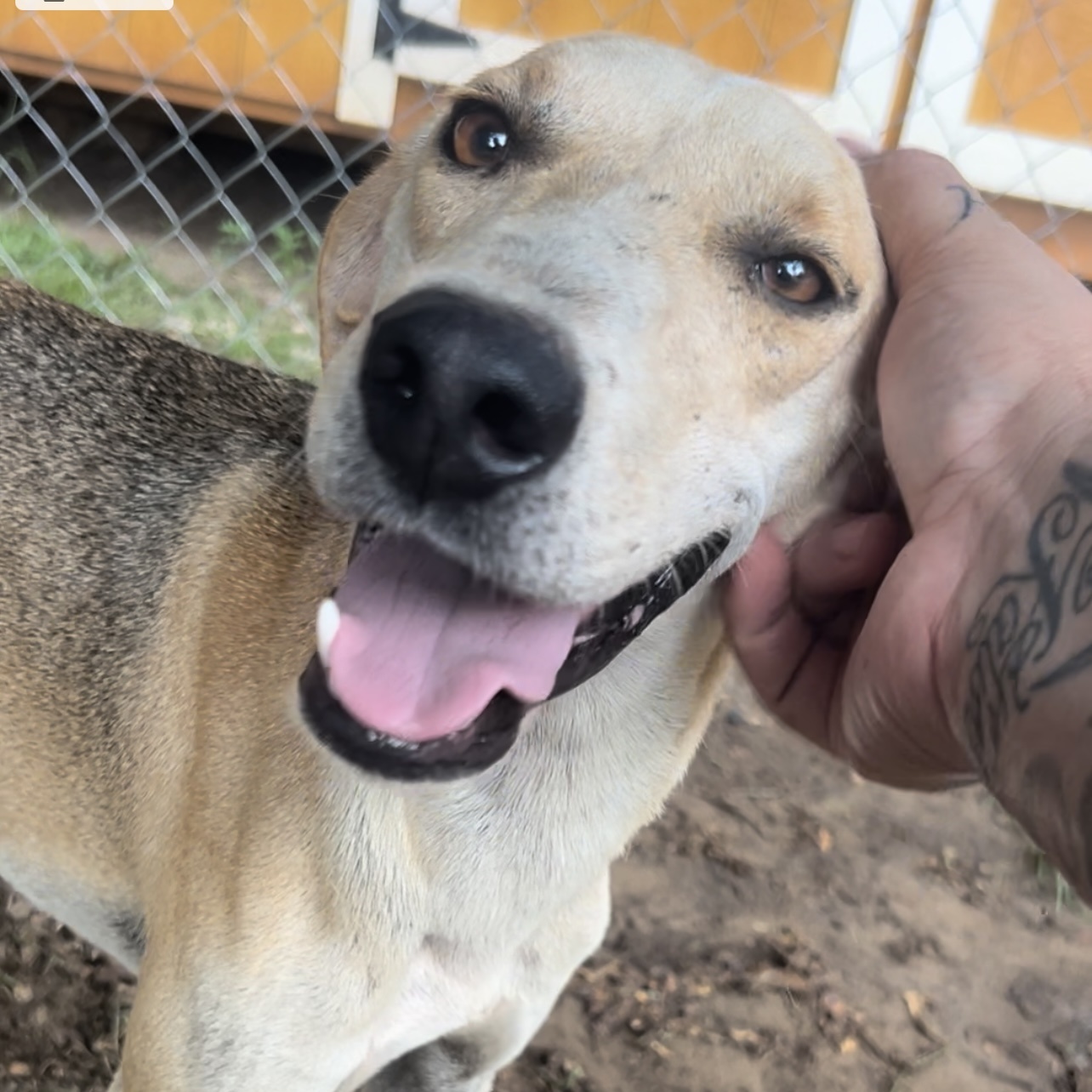 Rudy, Adoptable, Young Male Hound.