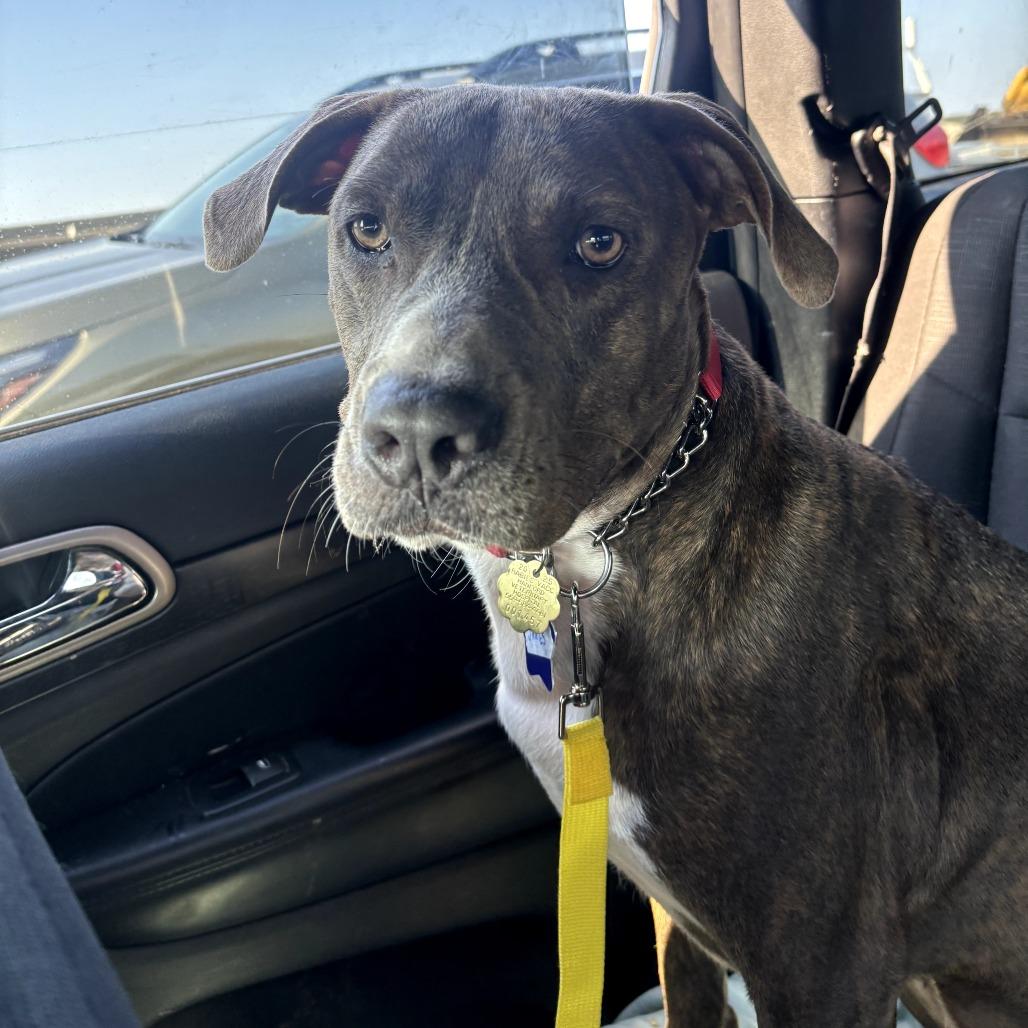 Enlarge James, a Adoptable Mixed Breed in San Francisco, CA image 1/6