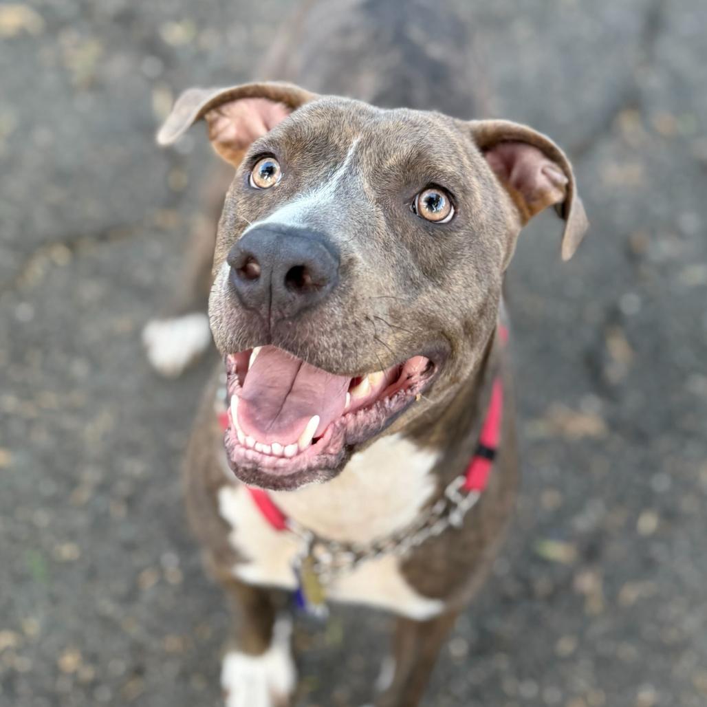 Enlarge James, a Adoptable Mixed Breed in San Francisco, CA image 2/6