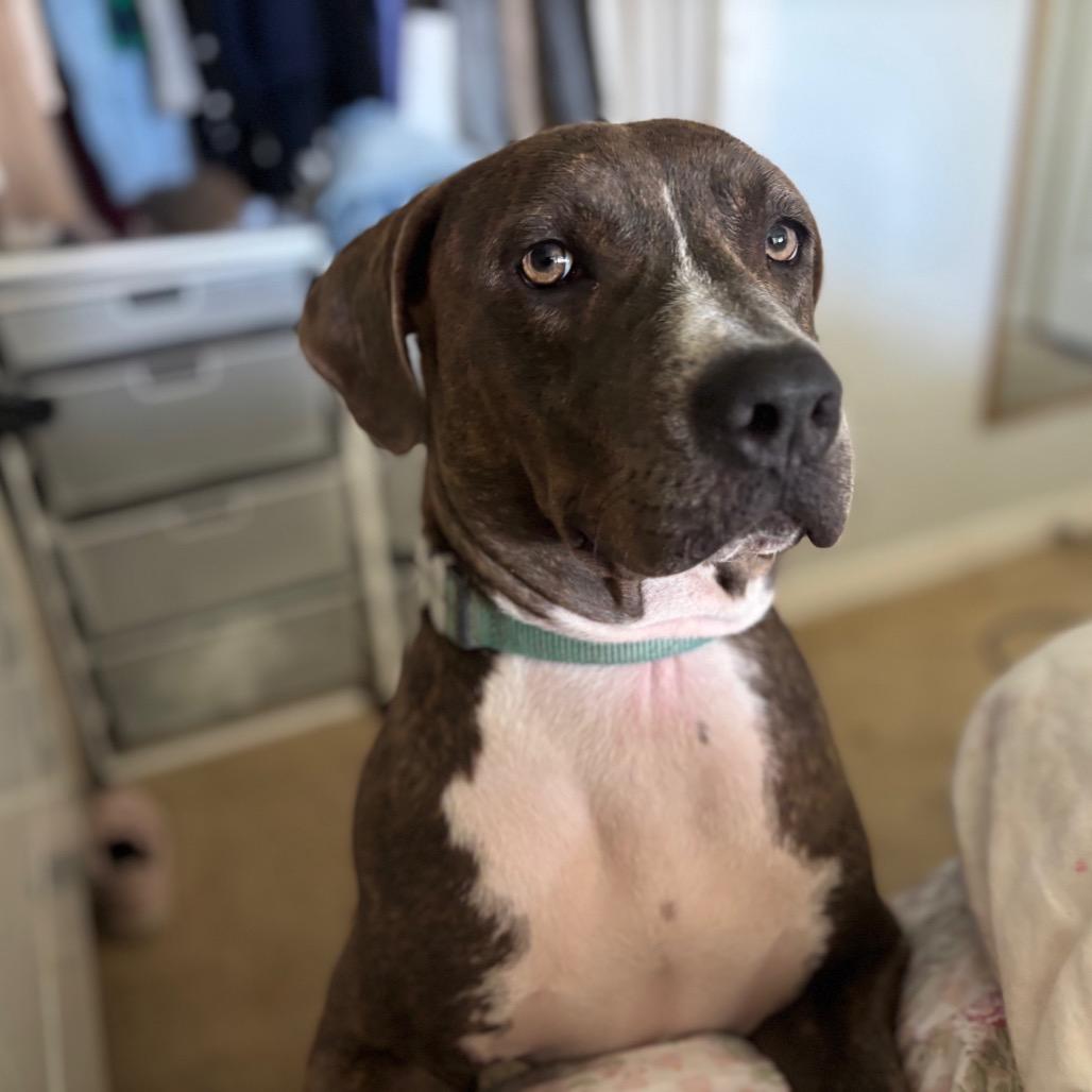 Enlarge James, a Adoptable Mixed Breed in San Francisco, CA image 3/6