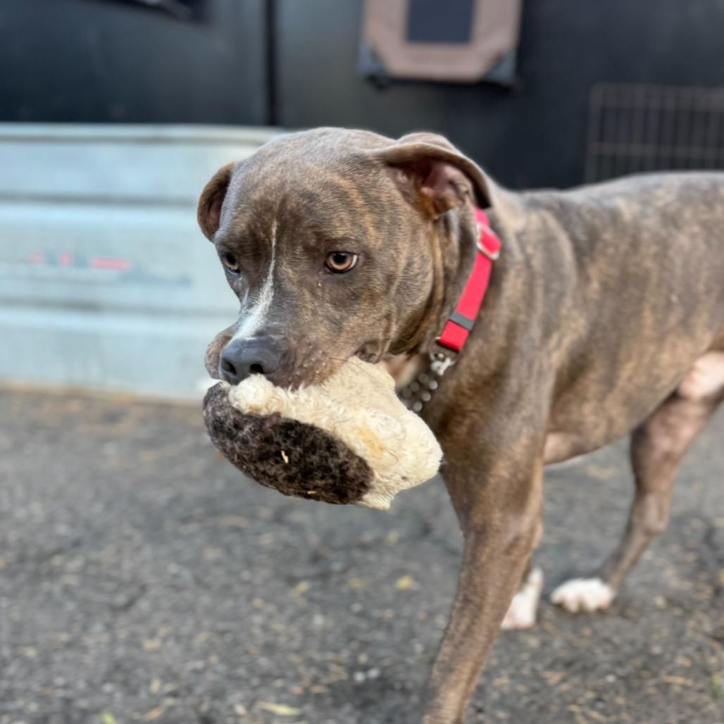 Enlarge James, a Adoptable Mixed Breed in San Francisco, CA image 4/6