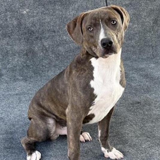 Enlarge James, a Adoptable Mixed Breed in San Francisco, CA image 5/6