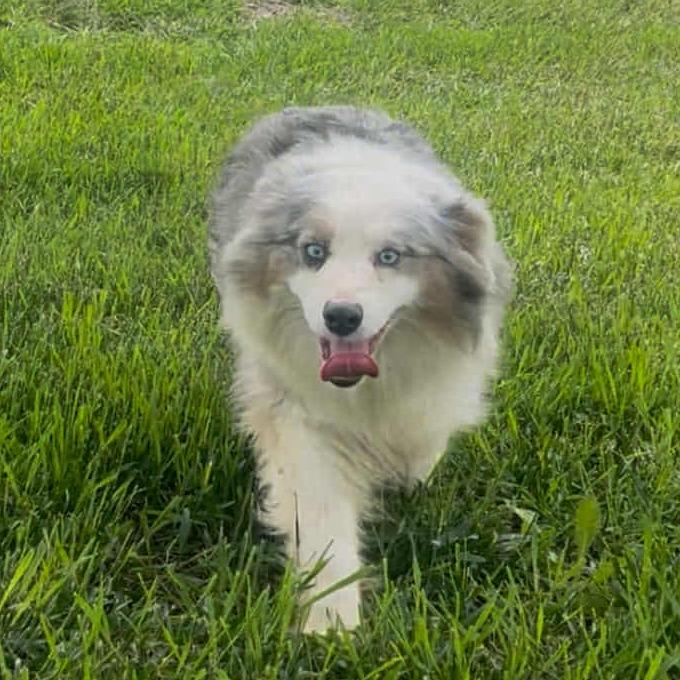 Lizzy, Adoptable, Adult Female Australian Shepherd & Australian Shepherd.