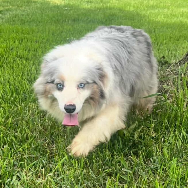 Lizzy, a Adoptable mixed breed in Ada, MN image 2/3