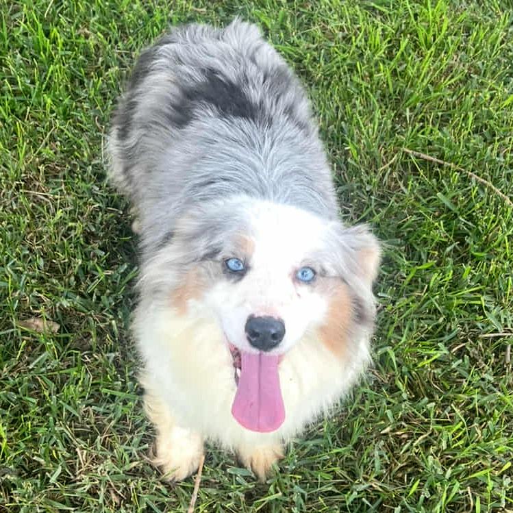 Lizzy, a Adoptable mixed breed in Ada, MN image 3/3