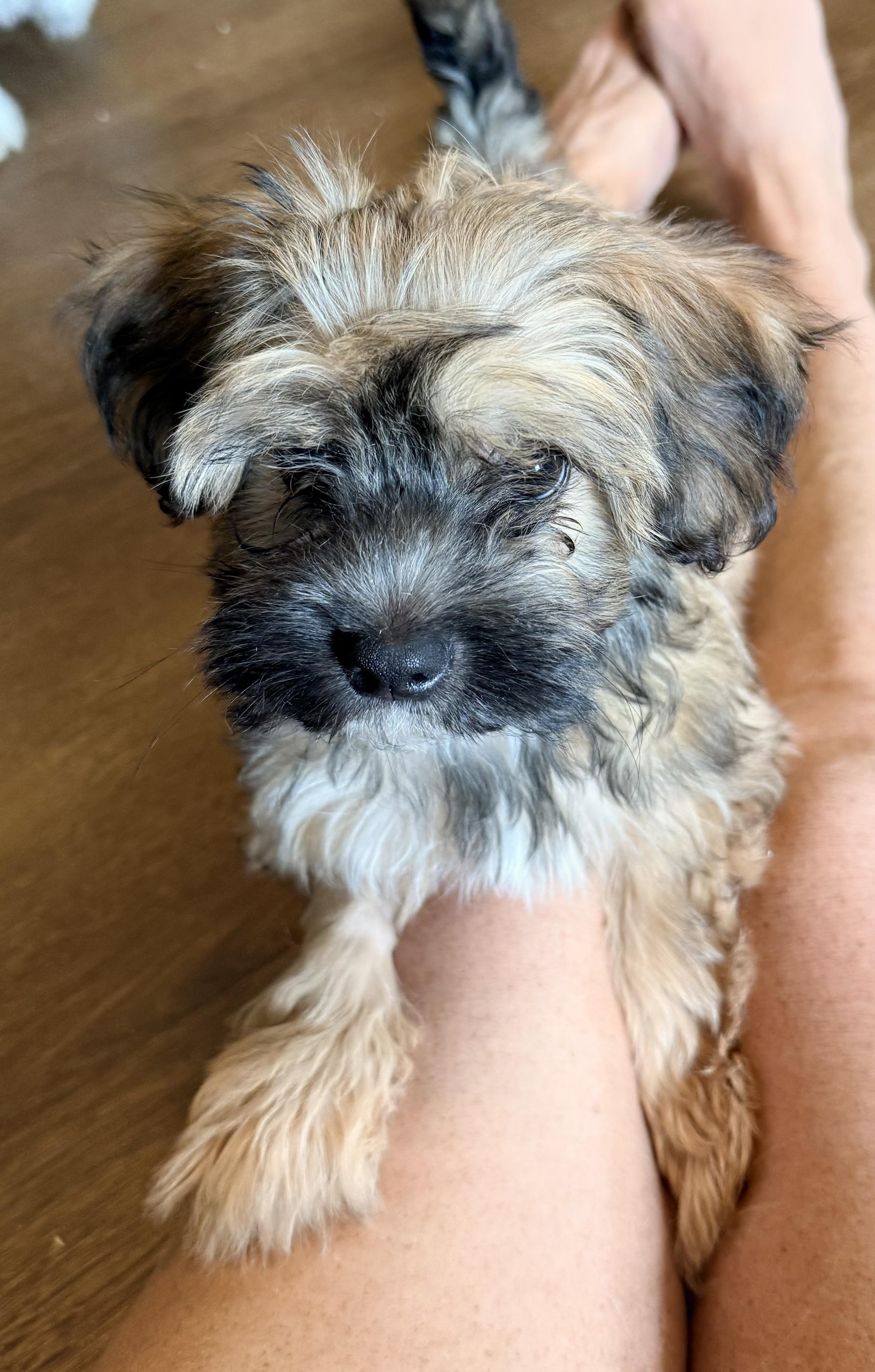 SAILOR, Adoptable, Puppy Male Yorkie Poo.
