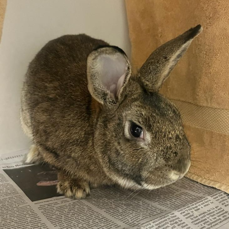 Enlarge Peter (ID 50128/529), an adoptable Bunny Rabbit in Manassas, VA image 1/1