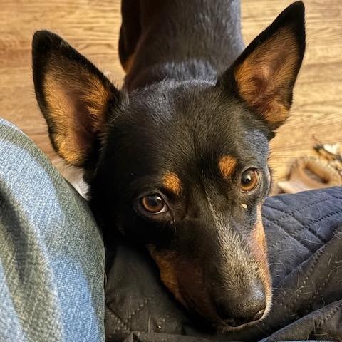 Mabel, a Adoptable mixed breed in Staten Island, NY image 1/4