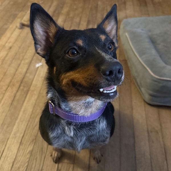 Mabel, a Adoptable mixed breed in Staten Island, NY image 2/4