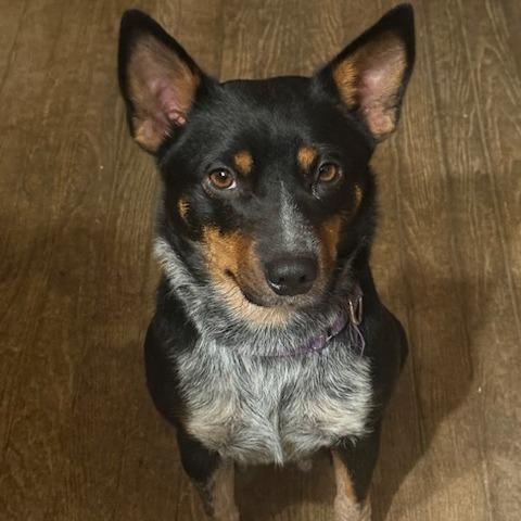 Mabel, a Adoptable mixed breed in Staten Island, NY image 3/4