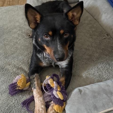 Mabel, a Adoptable mixed breed in Staten Island, NY image 4/4