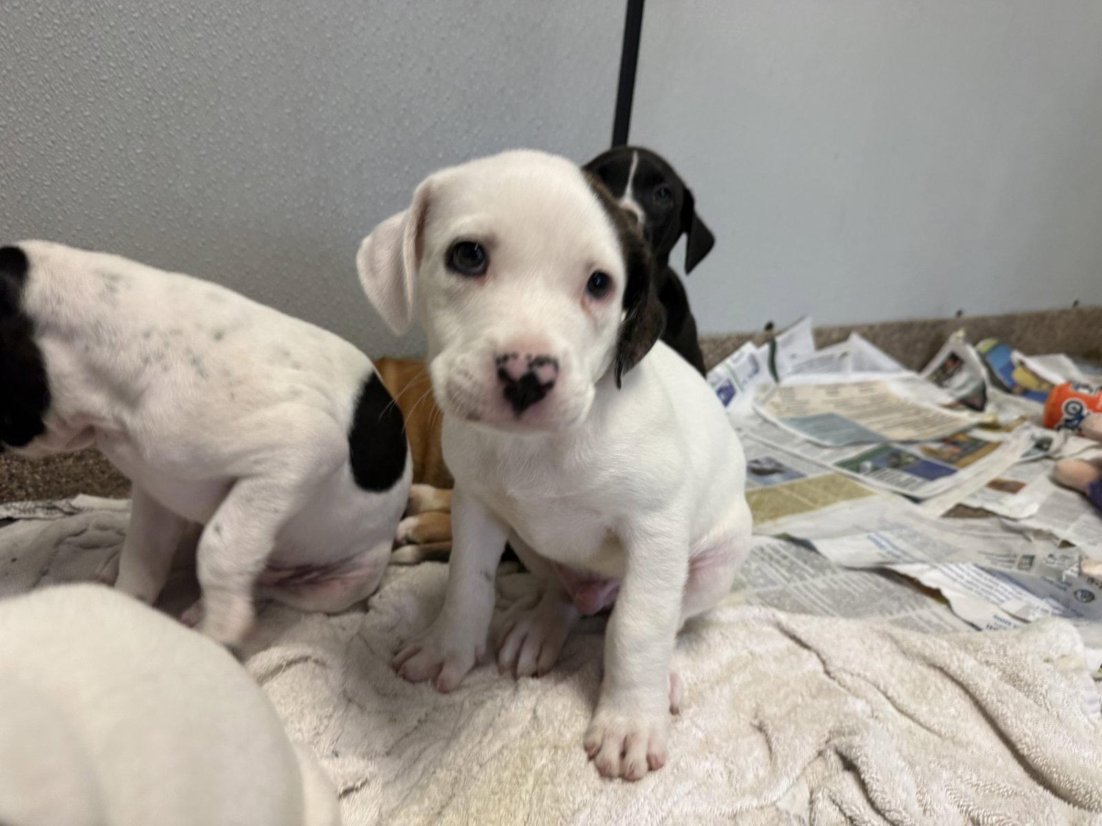 Haaland, Adopted, Puppy Male Labrador Retriever & Terrier.
