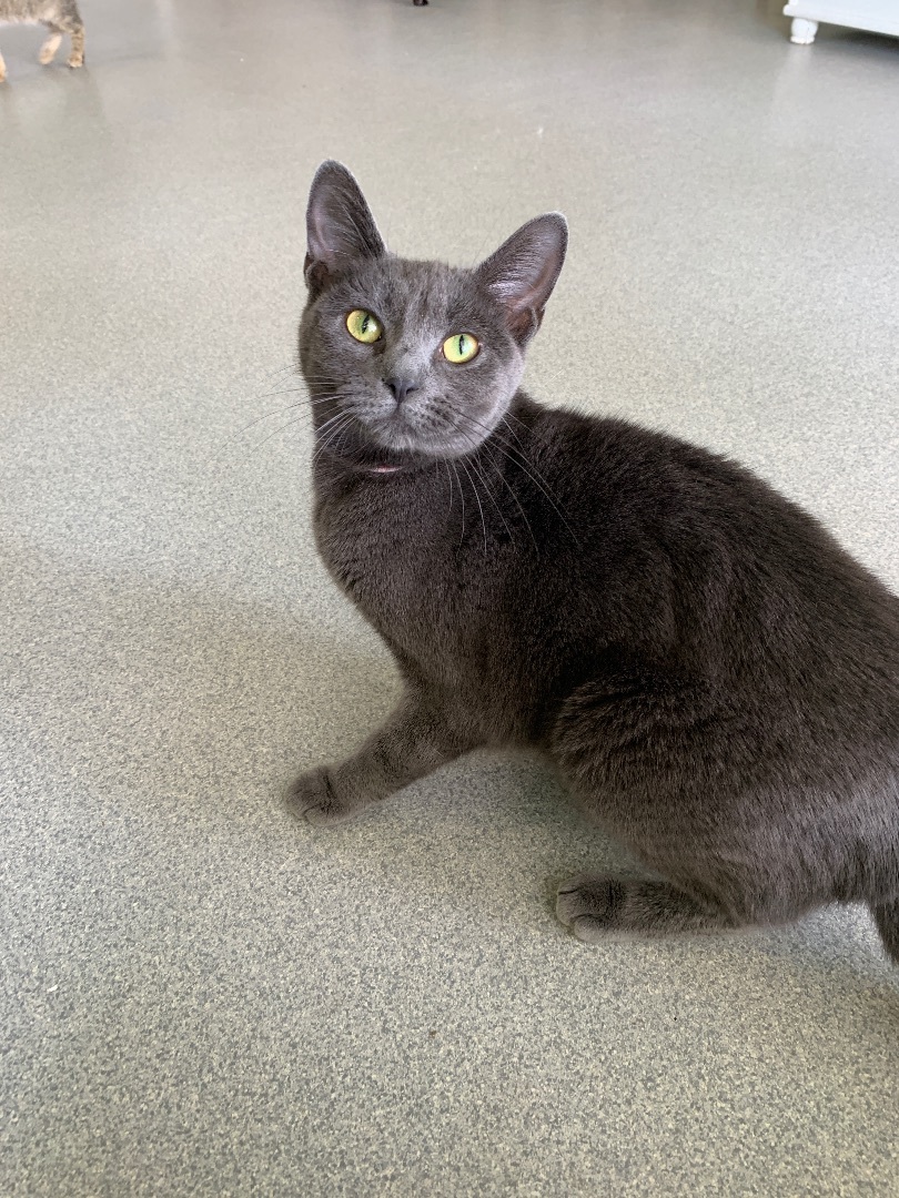 Stripes, a Adoptable mixed breed in Toledo, OH image 1/2