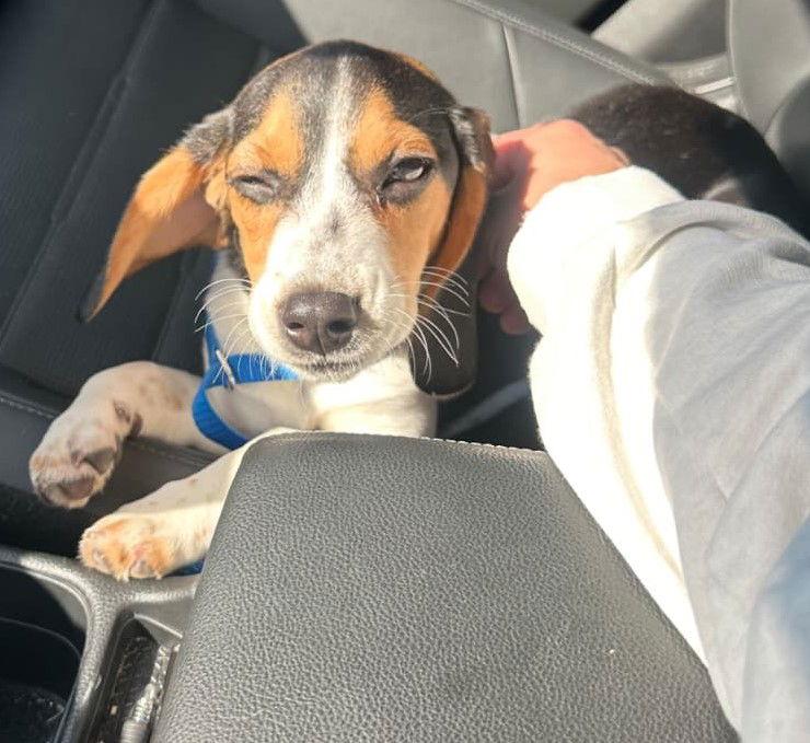 Enlarge Thursday, a Adopted Beagle in Dunnellon, FL image 1/3