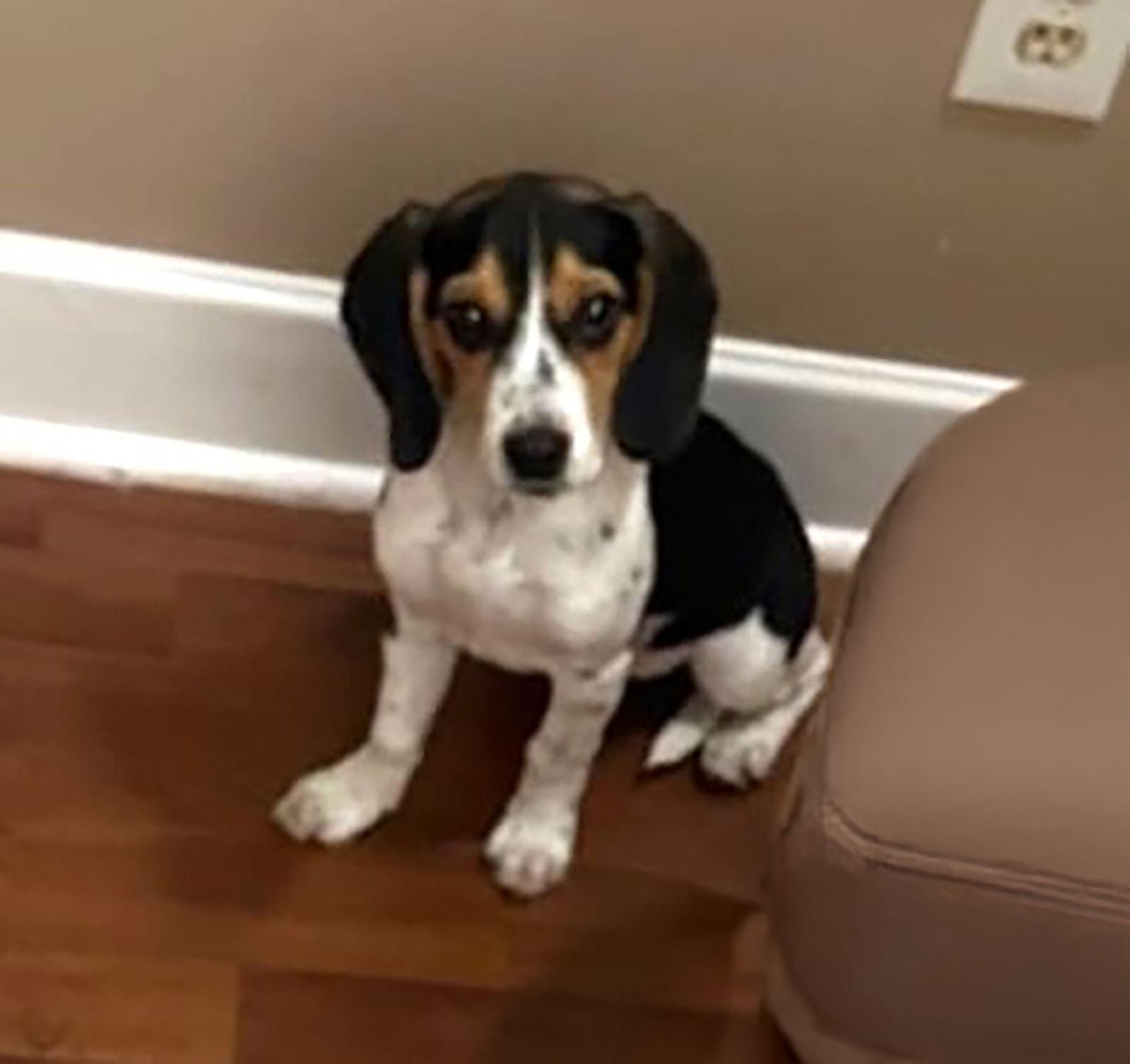 Enlarge Thursday, a Adopted Beagle in Dunnellon, FL image 2/3