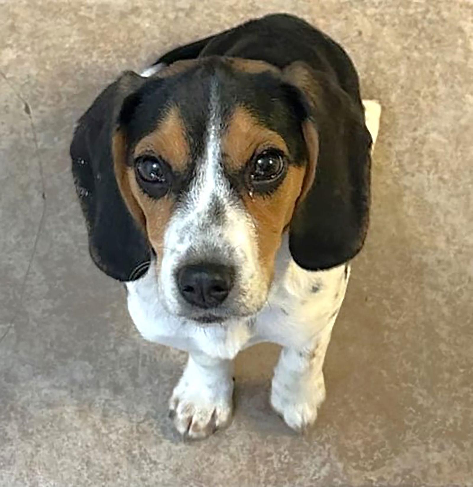 Enlarge Thursday, a Adopted Beagle in Dunnellon, FL image 3/3