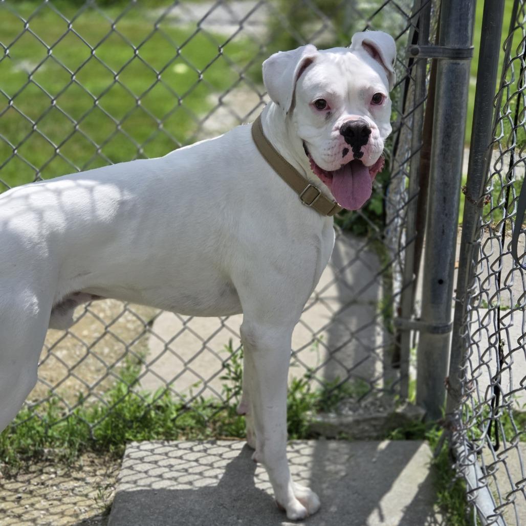 Bucky, Adoptable, Adult Male Boxer.