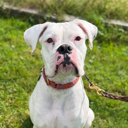 Bucky, Adoptable, Adult Male Boxer.