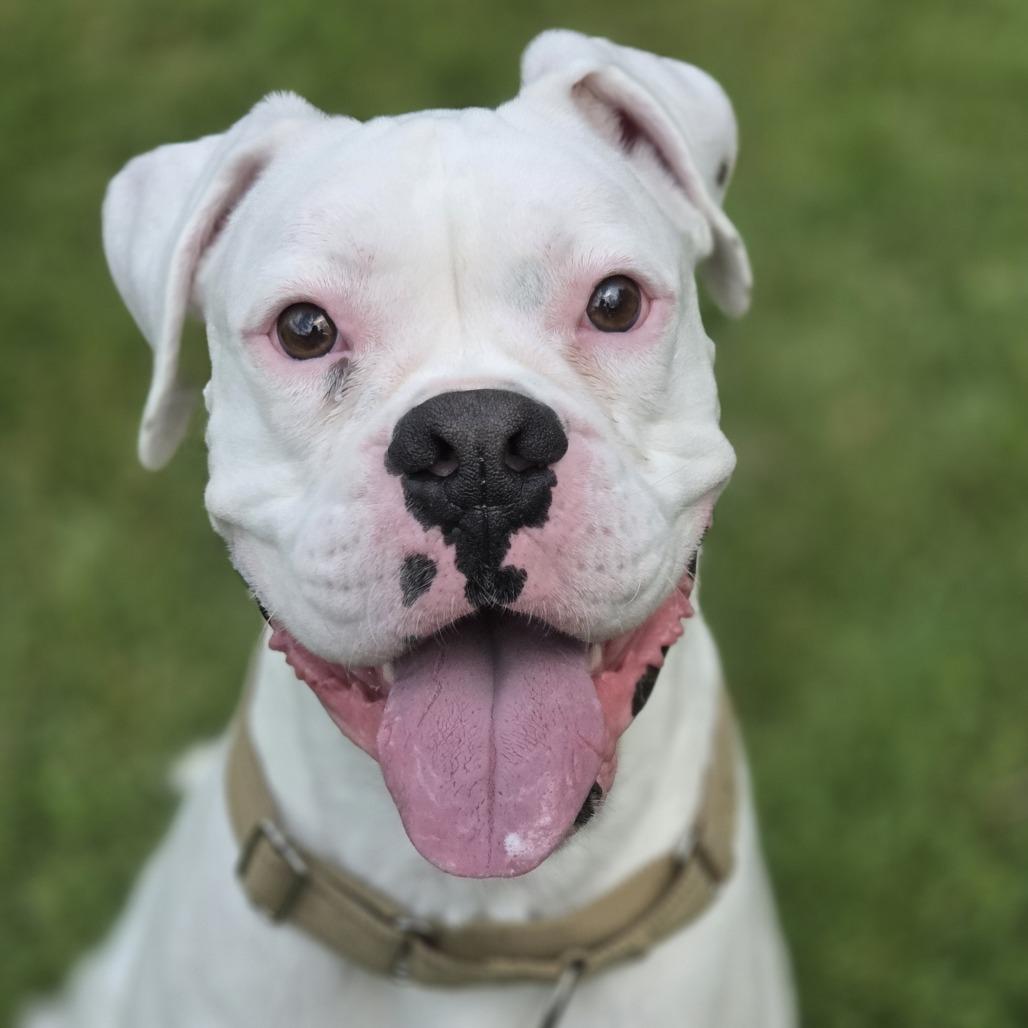 Enlarge Bucky, a Adoptable Boxer in Pittsford, VT image 2/3