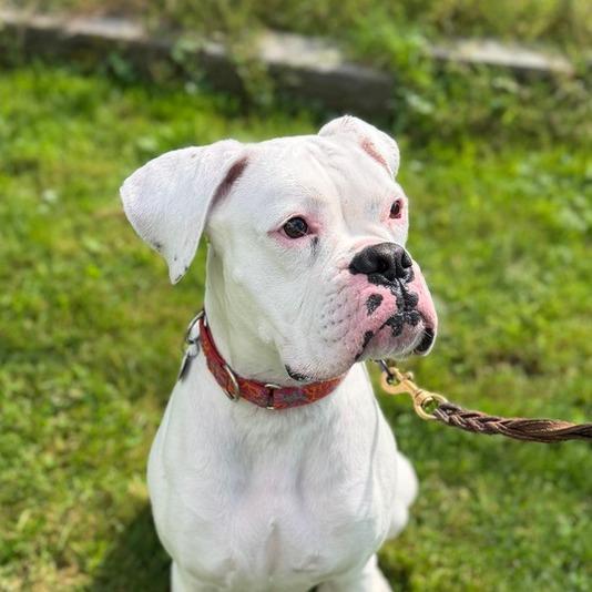 Enlarge Bucky, a Adoptable Boxer in Pittsford, VT image 3/6
