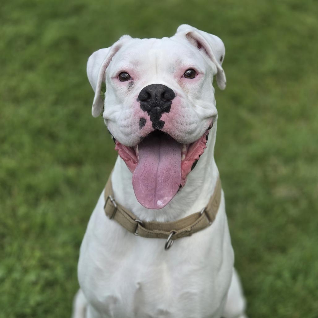 Enlarge Bucky, a Adoptable Boxer in Pittsford, VT image 3/3