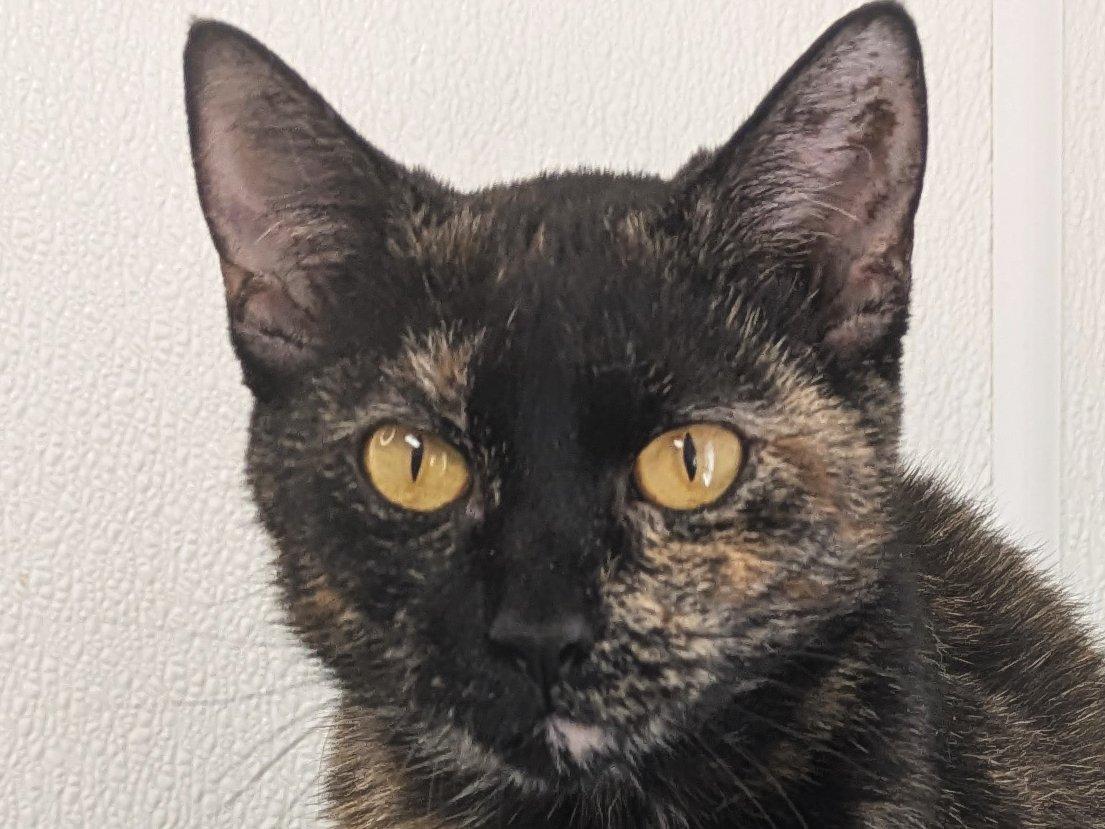 Willow, an adoptable Tortoiseshell, Domestic Short Hair in Republic, WA, 99166 | Photo Image 1