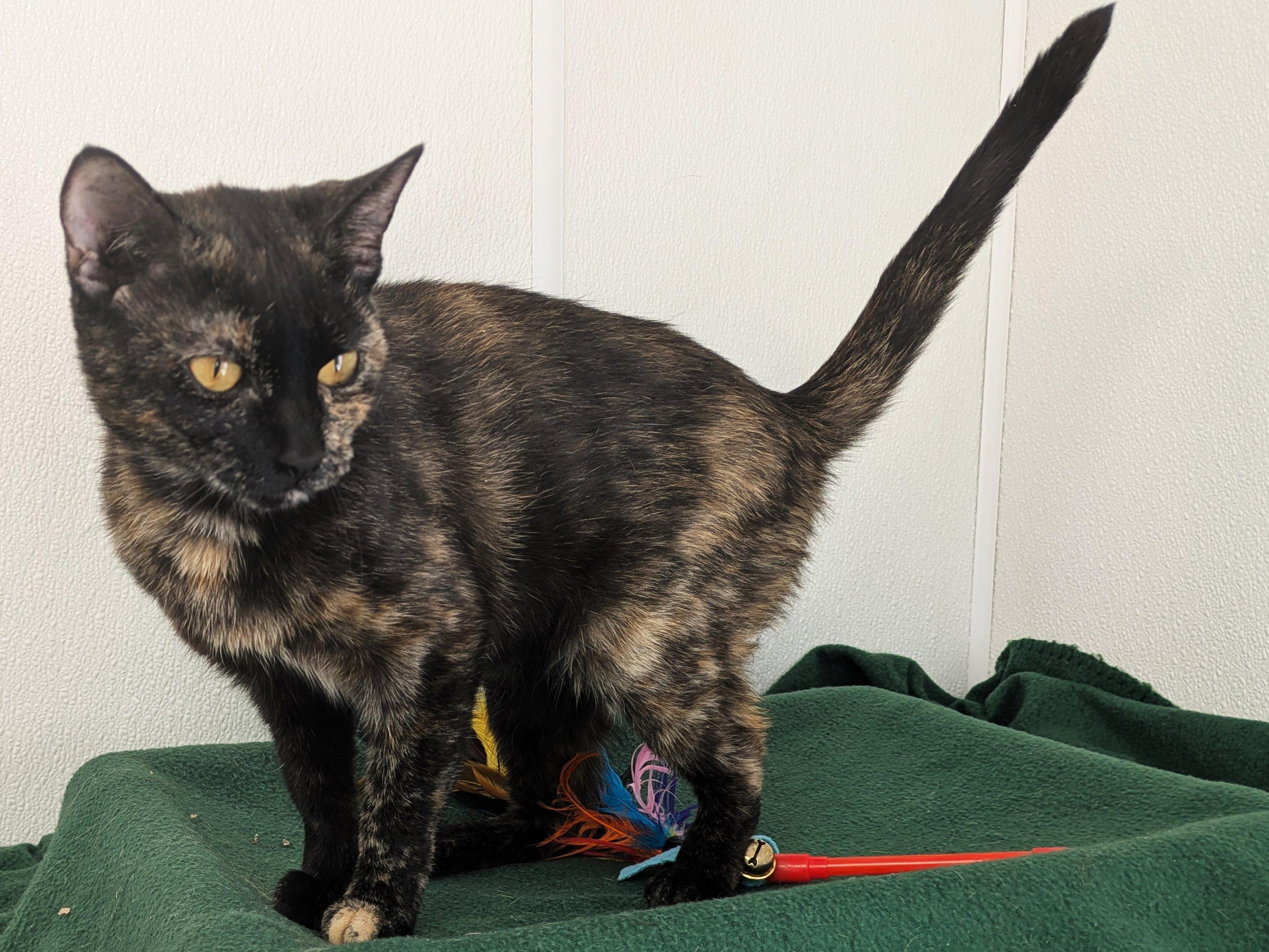 Willow, an adoptable Tortoiseshell, Domestic Short Hair in Republic, WA, 99166 | Photo Image 5
