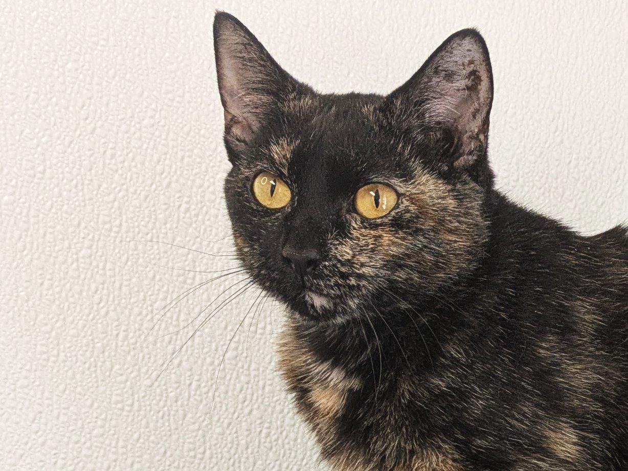 Willow, an adoptable Tortoiseshell, Domestic Short Hair in Republic, WA, 99166 | Photo Image 2