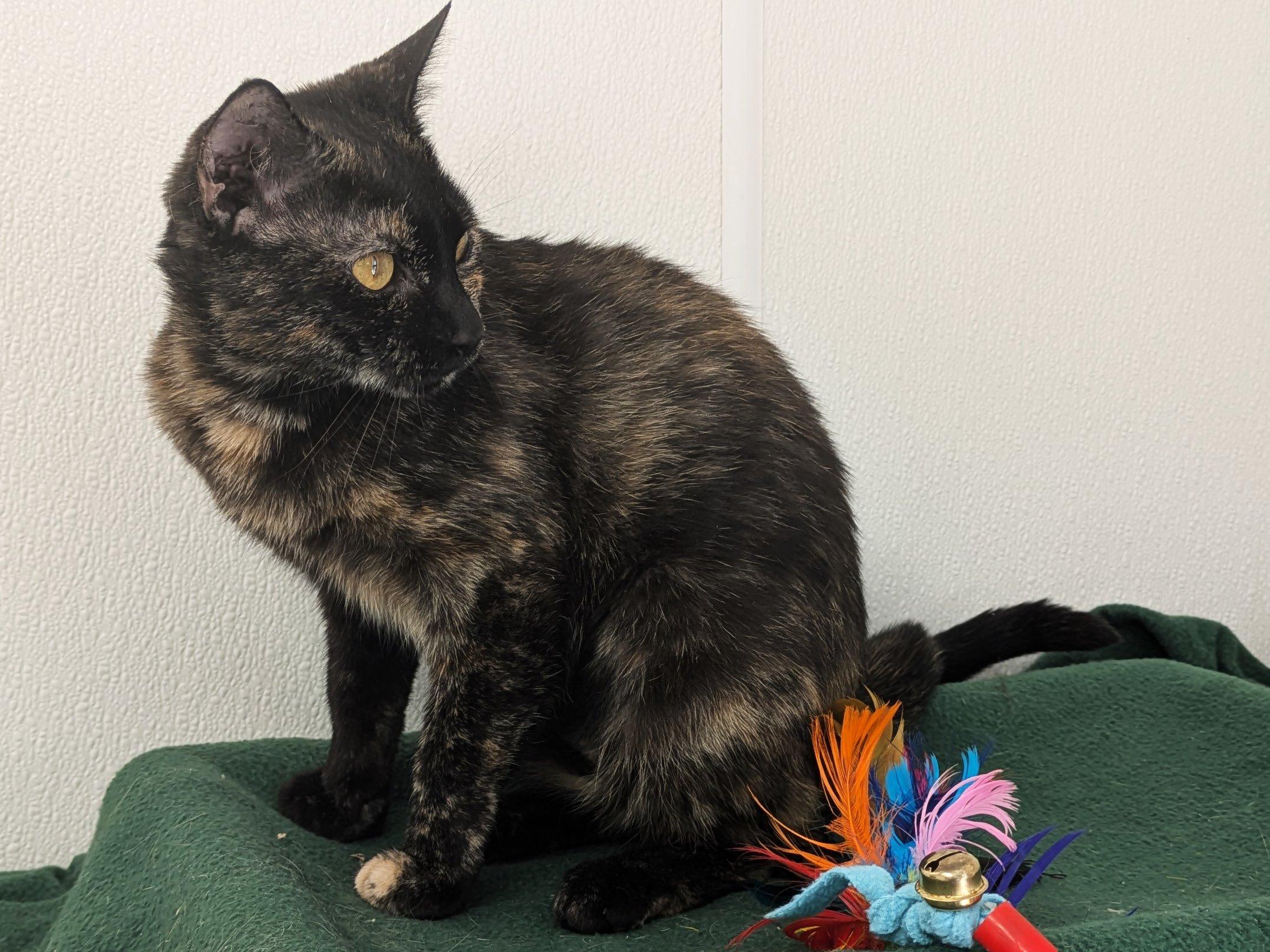 Willow, an adoptable Tortoiseshell, Domestic Short Hair in Republic, WA, 99166 | Photo Image 3