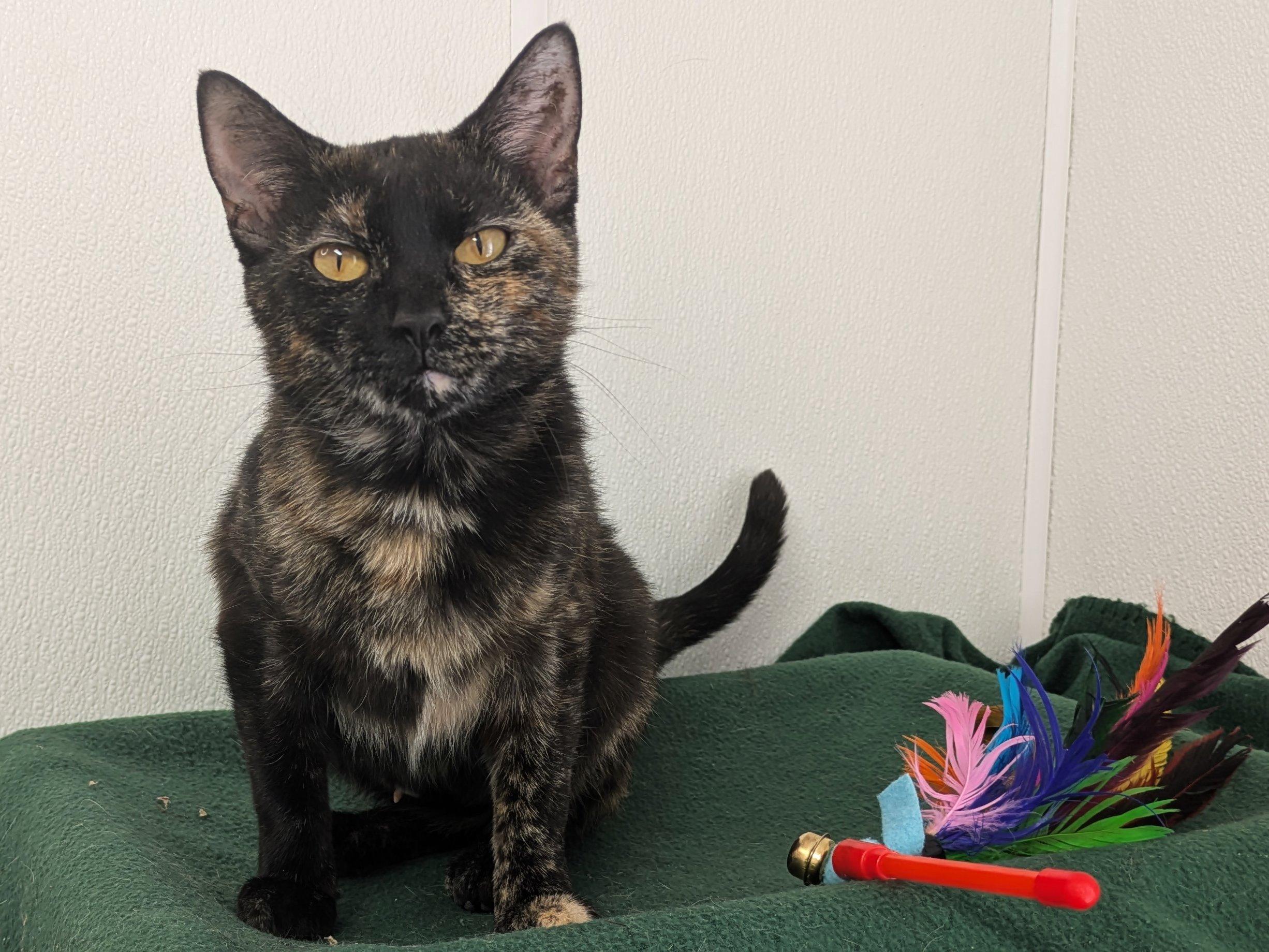 Willow, an adoptable Tortoiseshell, Domestic Short Hair in Republic, WA, 99166 | Photo Image 4