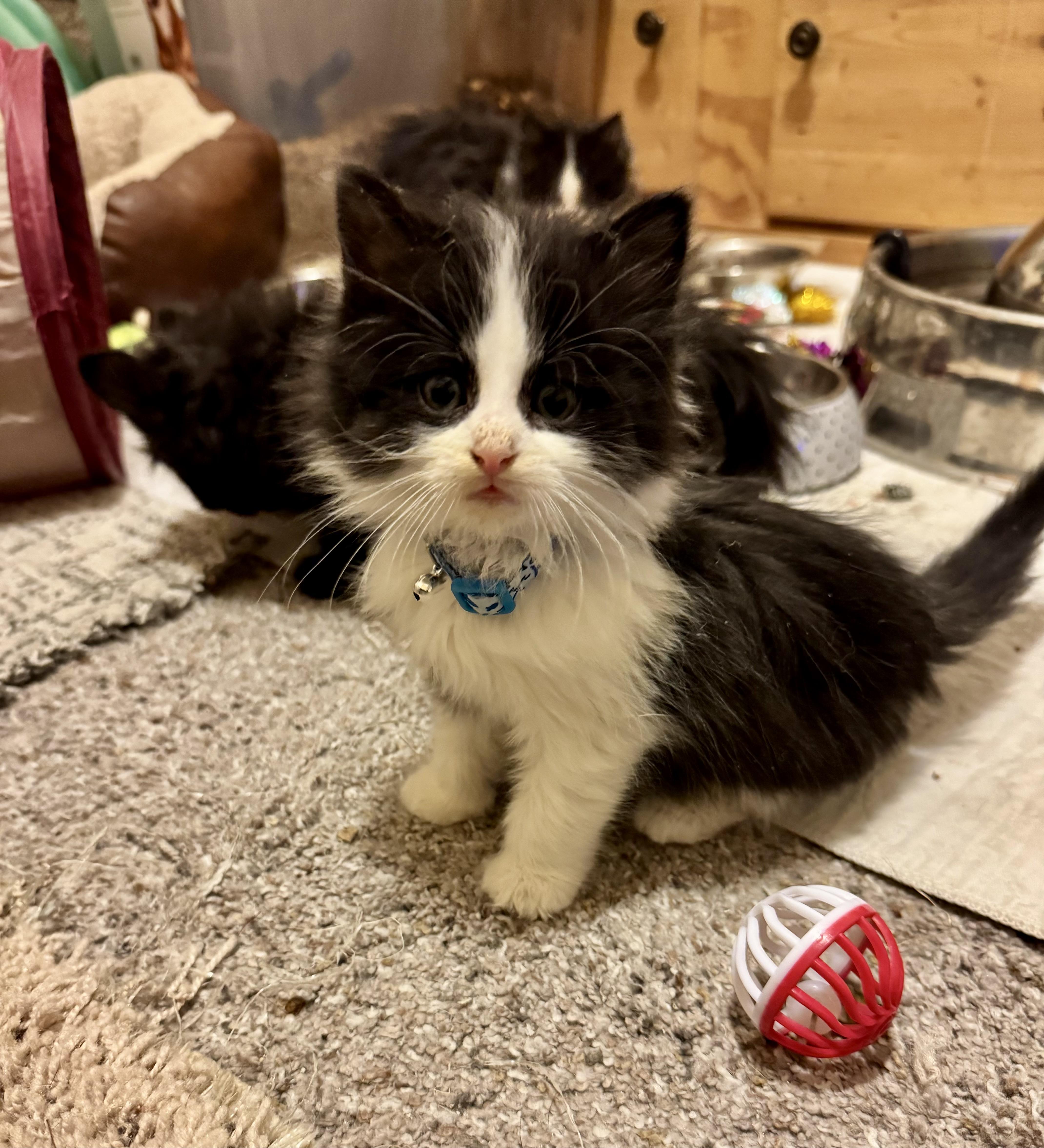 Enlarge Willie, an adopted Domestic Long Hair in Richfield , MN image 1/1