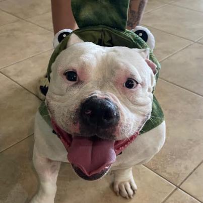Enlarge SUGAR, a Adoptable American Bulldog in Indiantown, FL image 1/6