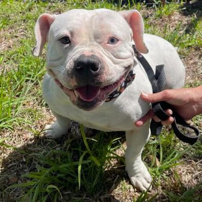 Enlarge SUGAR, a Adoptable American Bulldog in Indiantown, FL image 5/6
