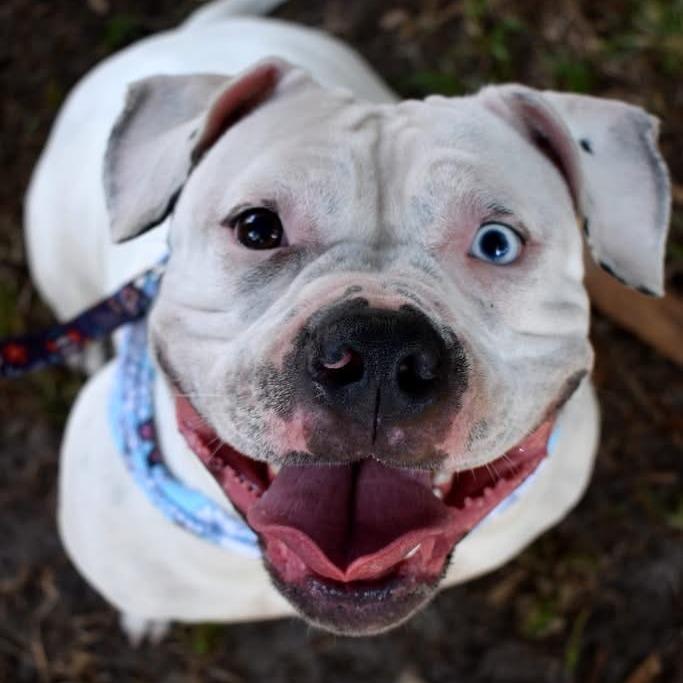 Enlarge SUGAR, a Adoptable American Bulldog in Indiantown, FL image 6/6