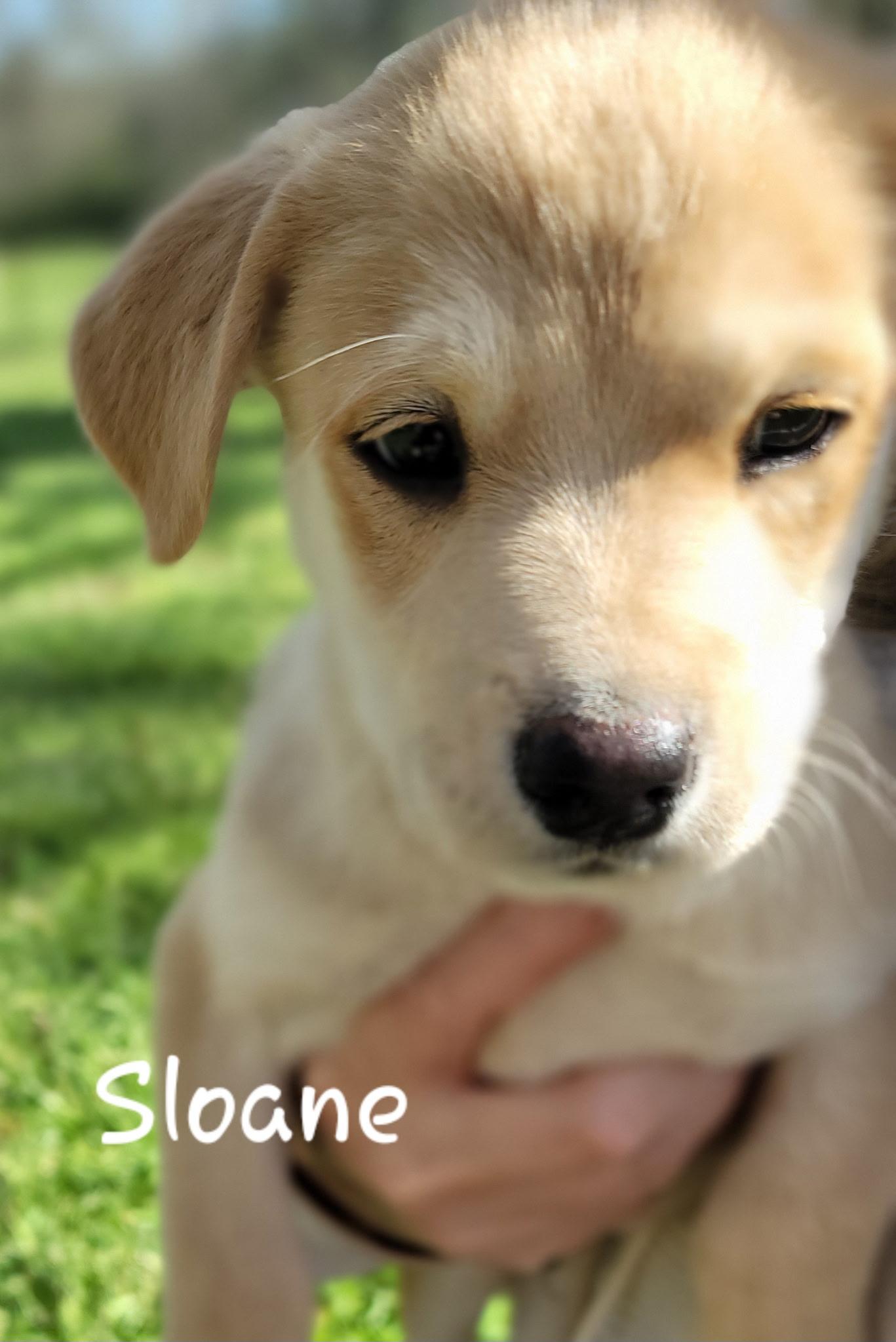 Sloan, a Adoptable mixed breed in Orlando, FL image 2/4