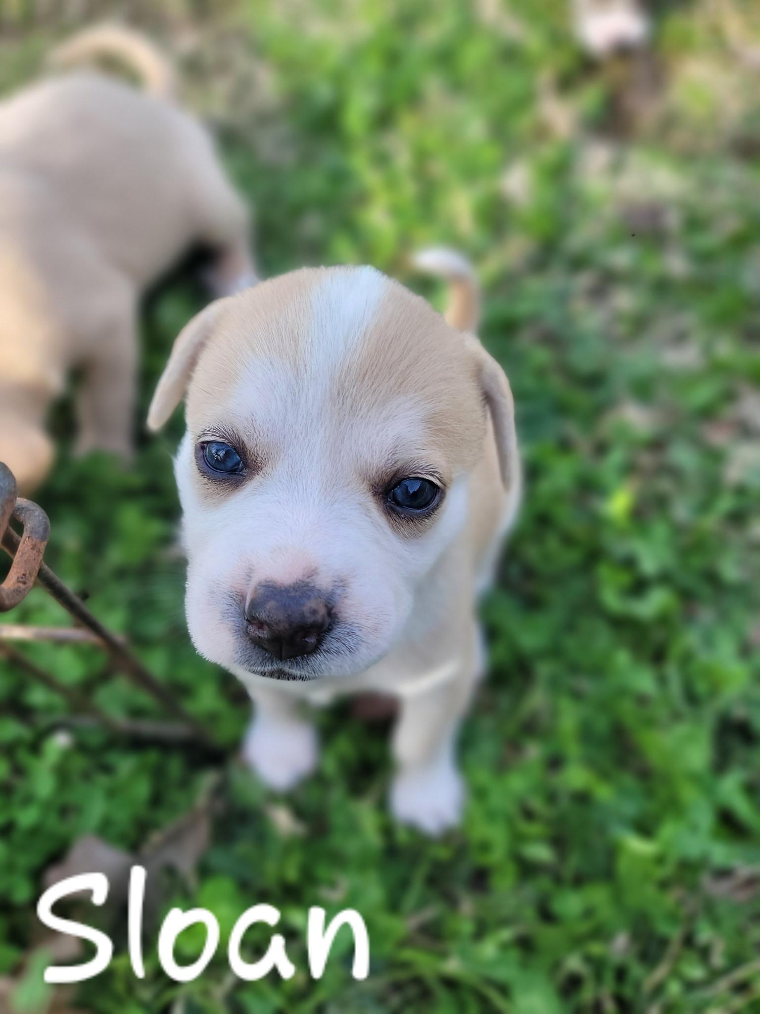 Sloan, a Adoptable mixed breed in Orlando, FL image 3/4