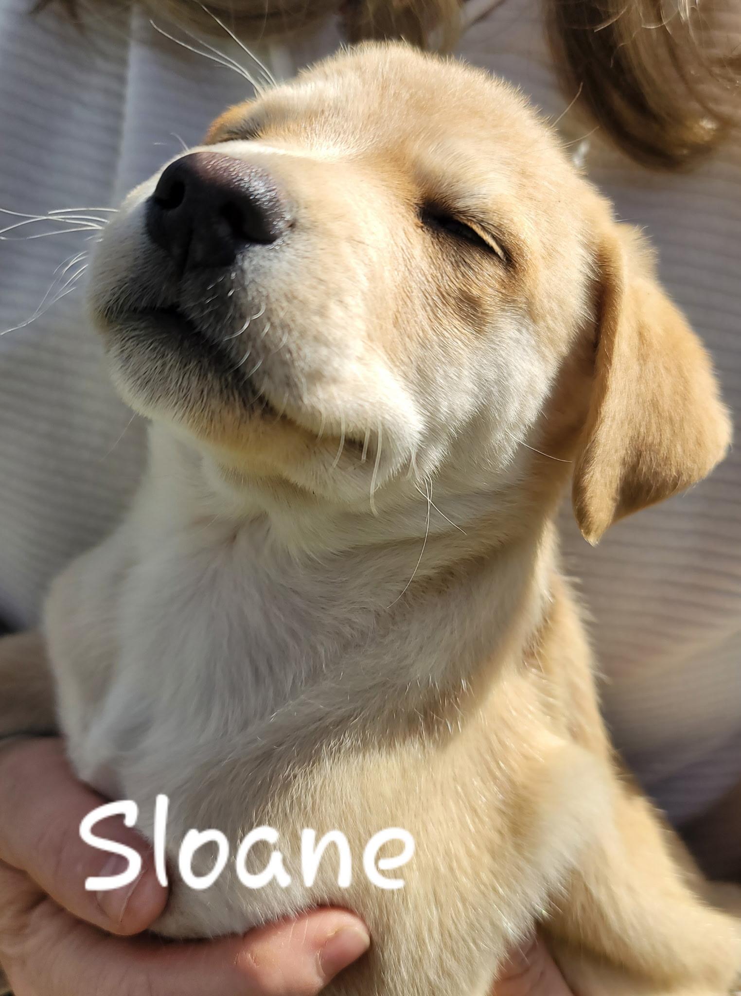Sloan, a Adoptable mixed breed in Orlando, FL image 1/4