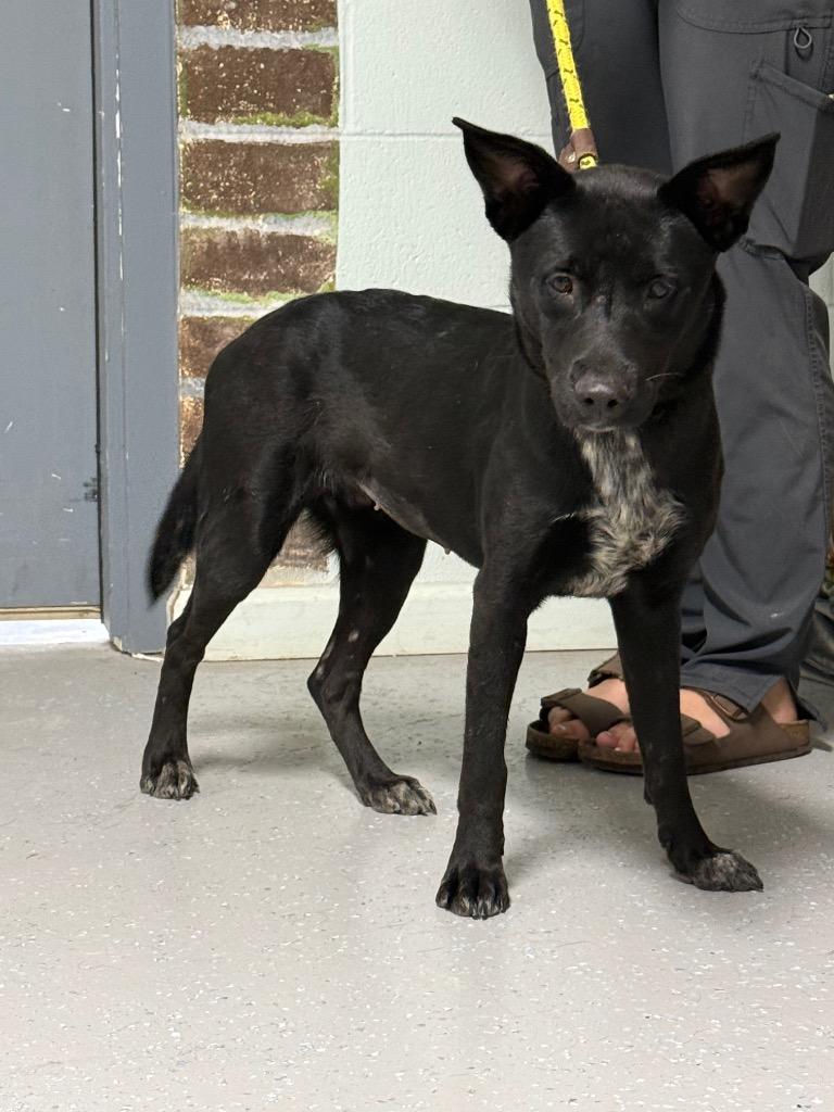 Enlarge Mary Kate, a Adoptable mixed breed in Kingsland, GA image 1/4