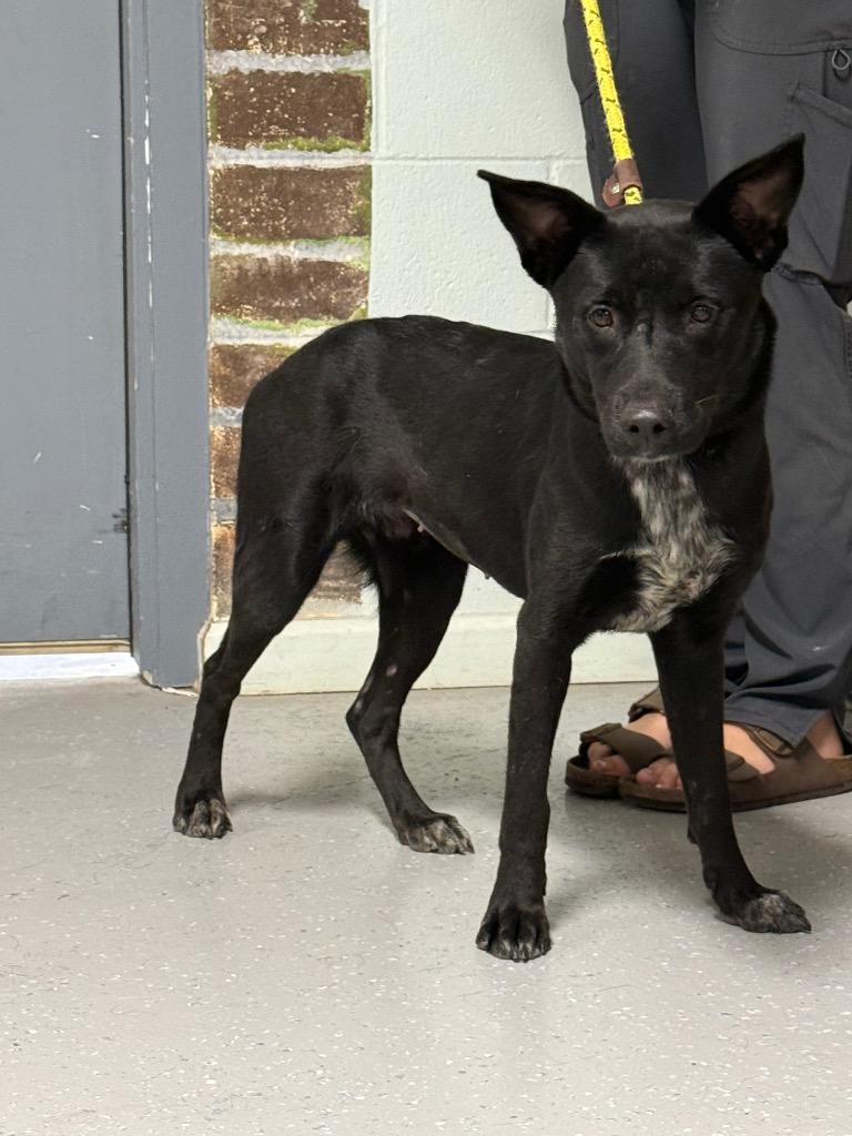 Enlarge Mary Kate, a Adoptable mixed breed in Kingsland, GA image 2/4