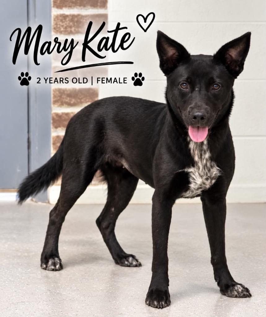 Enlarge Mary Kate, a Adoptable mixed breed in Kingsland, GA image 3/4