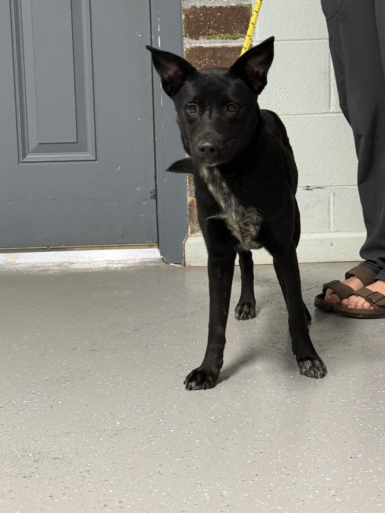 Enlarge Mary Kate, a Adoptable mixed breed in Kingsland, GA image 4/4